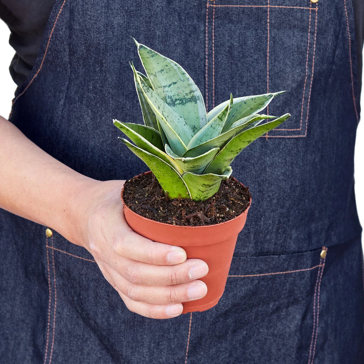 buy snake plant starlight live houseplant 3" pot online, luminous light-reflecting leaf variegation, thick succulent pointed foliage, narrow upright architectural growth habit, tolerates artificial office lighting, statement piece for contemporary living room or bedroom decor, a lasting and low-fuss gift for any occasion