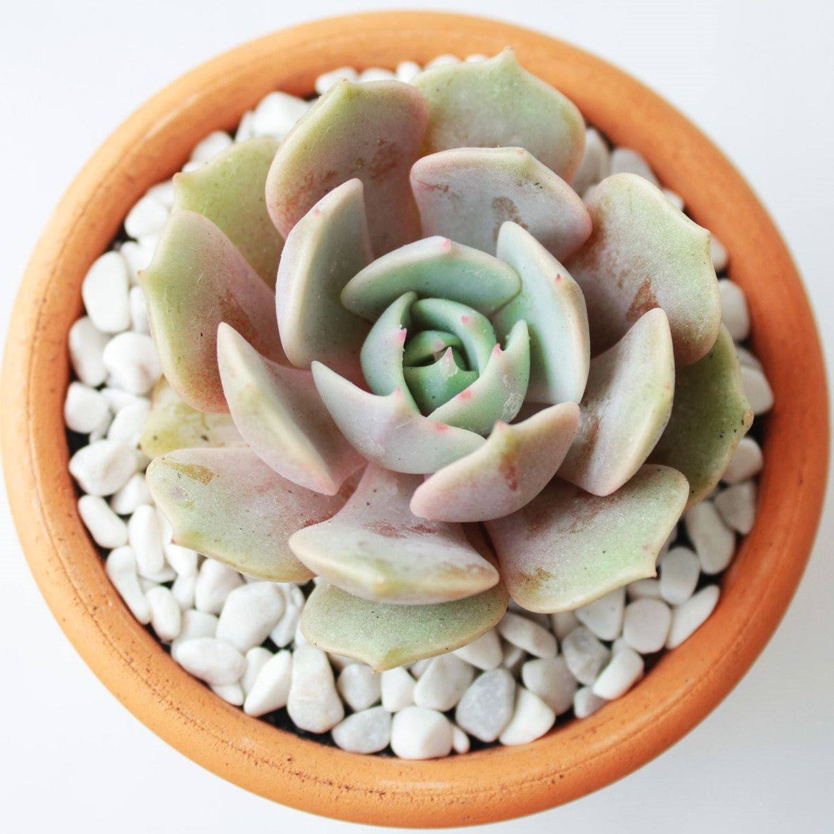 How to care for Echeveria Lola Succulent, How to make your succulent pink, How to change succulent color, How to make Echeveria Lola turn purple, Succulent turning purple, How to make succulents change color, How to grow colorful succulents, echeveria, echeveria succulent, echeveria types, succulent echeveria, buy succulents online, succulent shop, succulent store, echeveria plant, indoor succulents