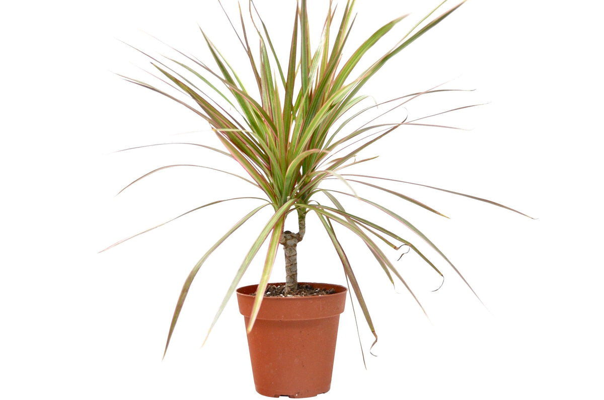4 inch pot dracaena 'red margined' - 4" pot live houseplant for sale, narrow arching foliage with red-edged ribbon-like leaves, woody sculptural cane stem, air purifying and drought tolerant, beginner friendly care, elegant floor plant accent for modern or bohemian interiors, a lasting and meaningful gift for any home