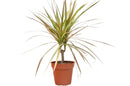 4 inch pot dracaena 'red margined' - 4" pot live houseplant for sale, narrow arching foliage with red-edged ribbon-like leaves, woody sculptural cane stem, air purifying and drought tolerant, beginner friendly care, elegant floor plant accent for modern or bohemian interiors, a lasting and meaningful gift for any home