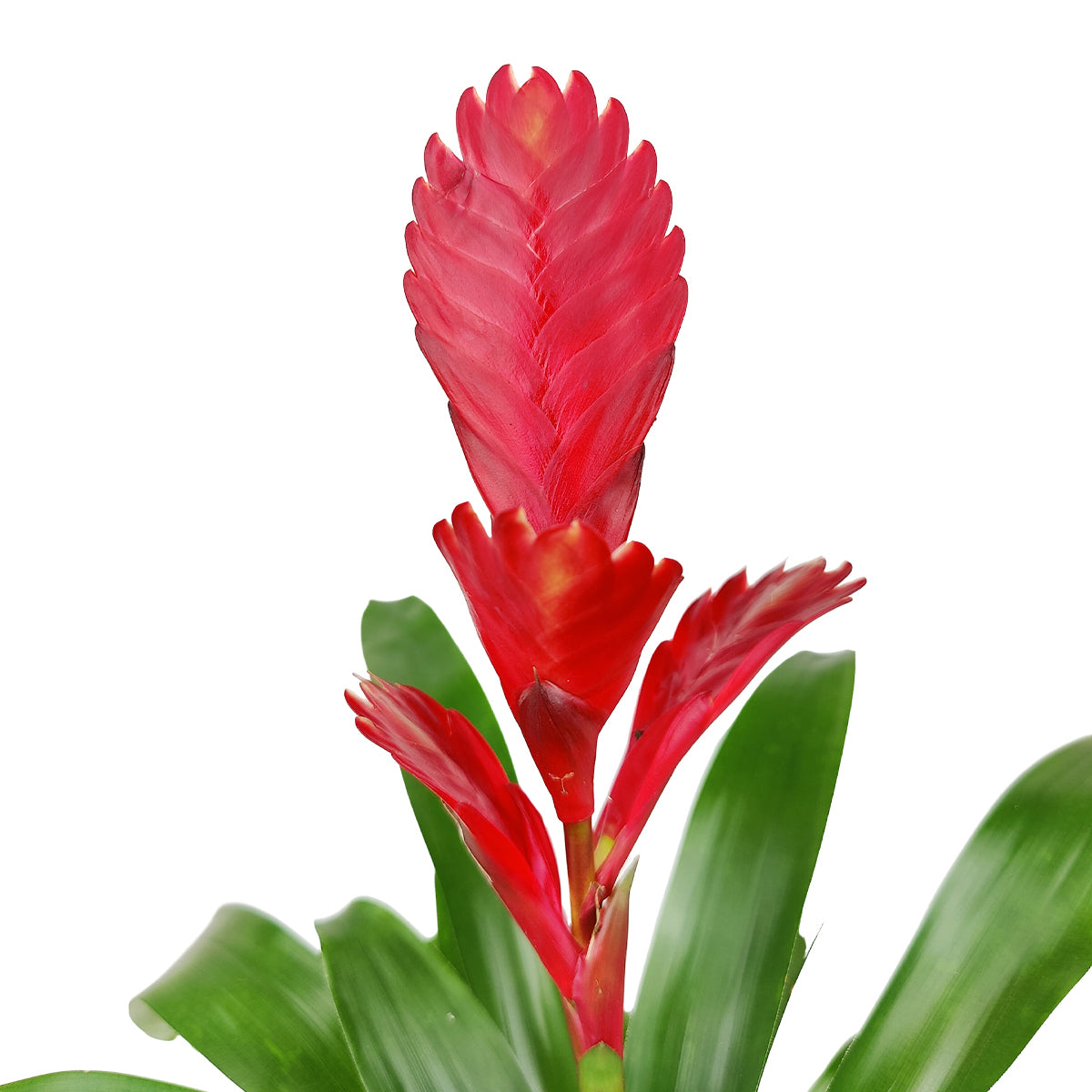 Vriesea Christiane, Flowering Houseplants, Easy Care Houseplants, Best Houseplant for Beginners, Tips for Growing Vriesea Christiane