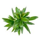 Cordyline fruticosa Glauca 4-inch plant, a Low-maintenance and air-purifying plant perfect for modern home décor