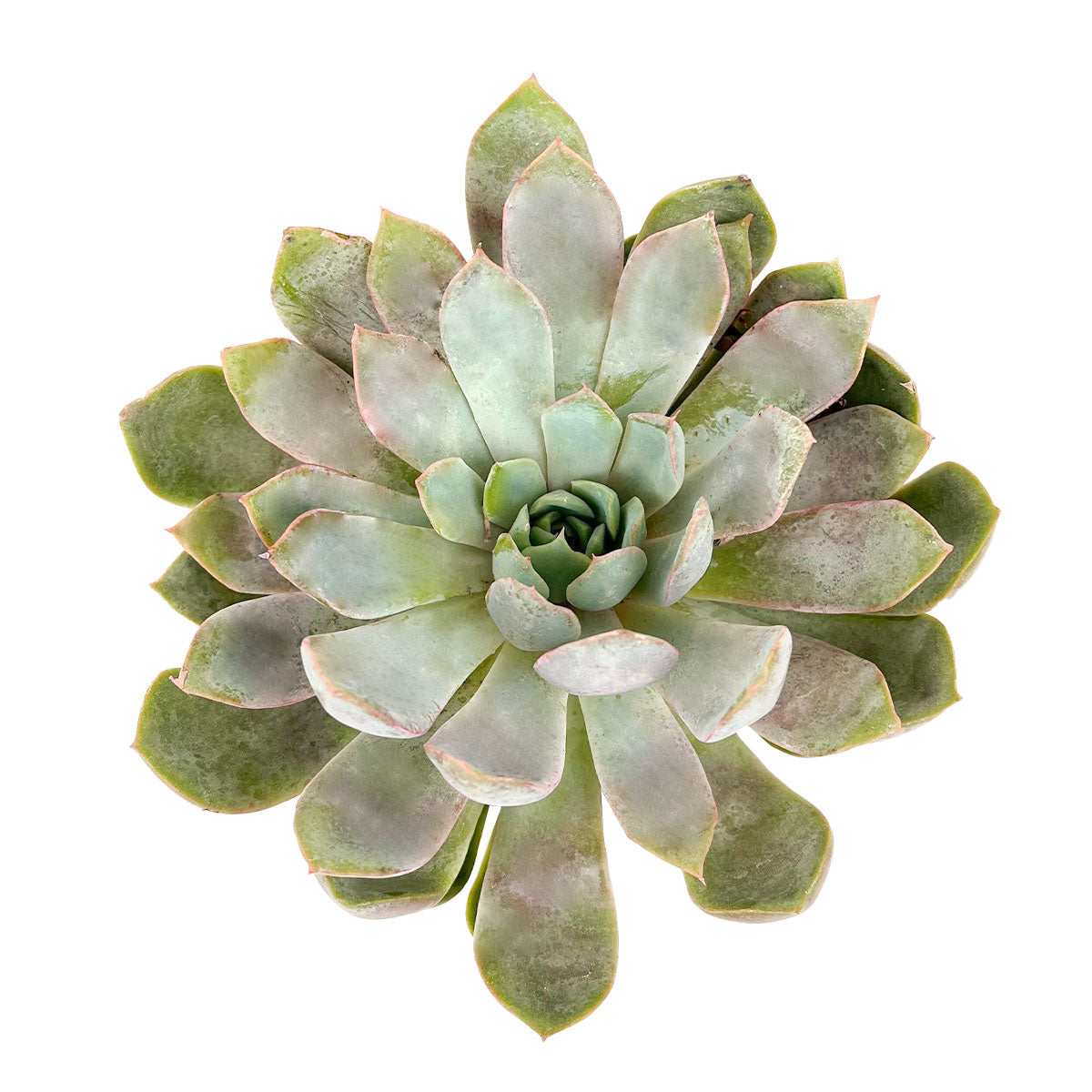 habersham geo scented succulents Echeveria Summer – Stunning Succulent for Your Collection 2 inch / Clay Pot by Succulents Box
