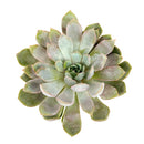 Echeveria Summer, 2 inch Echeveria Summer, 4 inch Echeveria Summer, succulents for sale near me