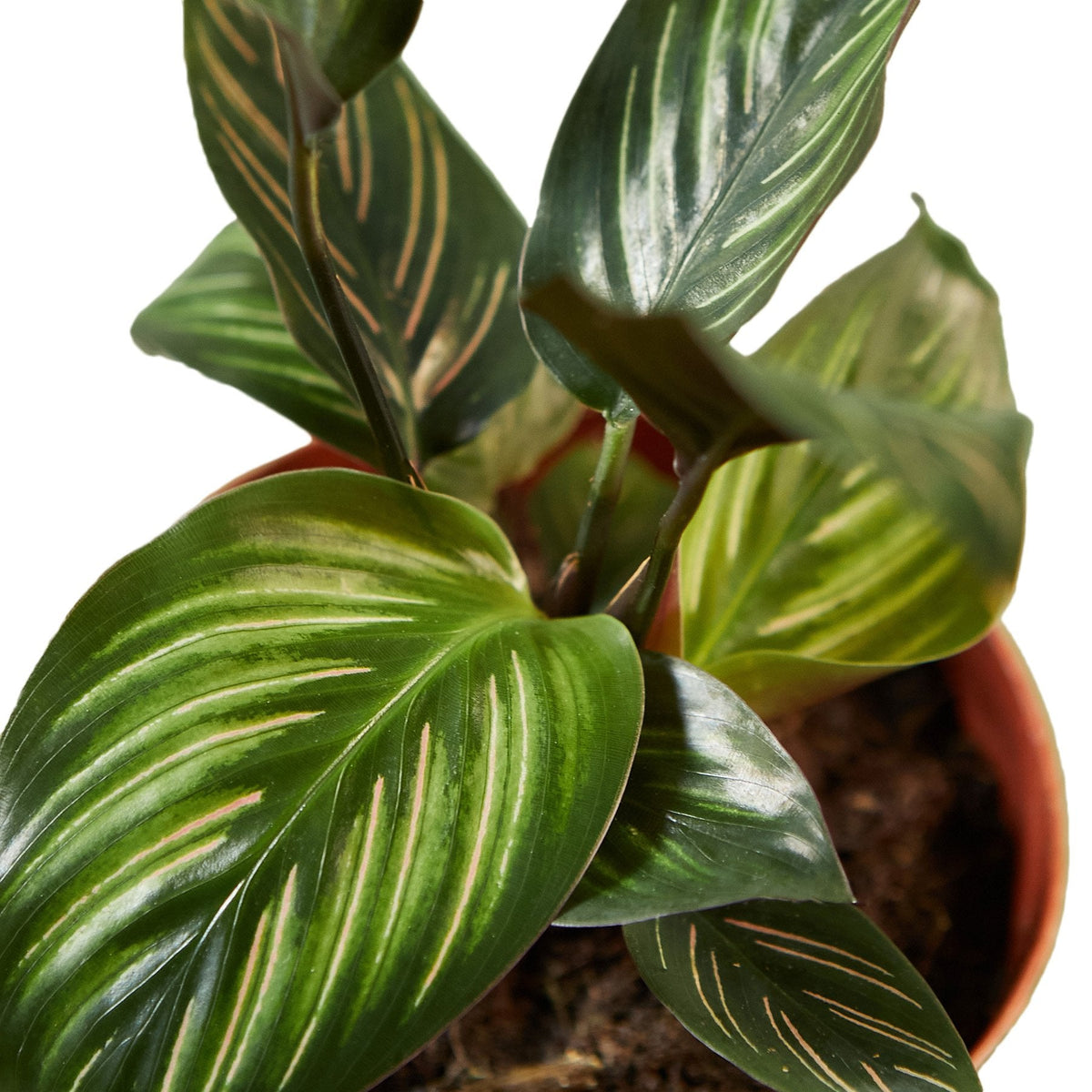 prayer plants for sale, buy Calathea Beauty Star online, Calathea indoor plants