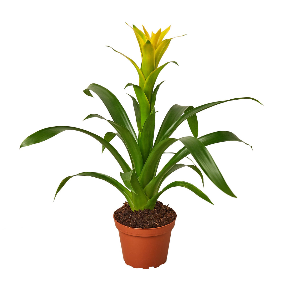 buy guzmania bromeliad 'yellow' live houseplant 4" pot online, vivid yellow torch-like bract, glossy strap-like green leaves, upright rosette form, long-lasting bloom, low maintenance care, adds a bold tropical focal point to any living room or office desk, makes a cheerful and unique gift for plant lovers