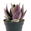Crassula alba Garnet Lotus Succulent 2in/ 4in for sale, Buy rosette-forming succulent plant for wedding decor, Uniqe black succuent gift ideas