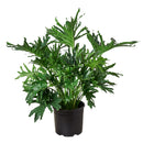 Buy Lacy Tree Philodendron Massive, Architectural Indoor Plant