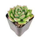 echeveria, echeveria succulent, rosette succulent, echeveria cris, colorful succulent plants, buy echeveria succulent online, healthy live echeveria succulent plants
