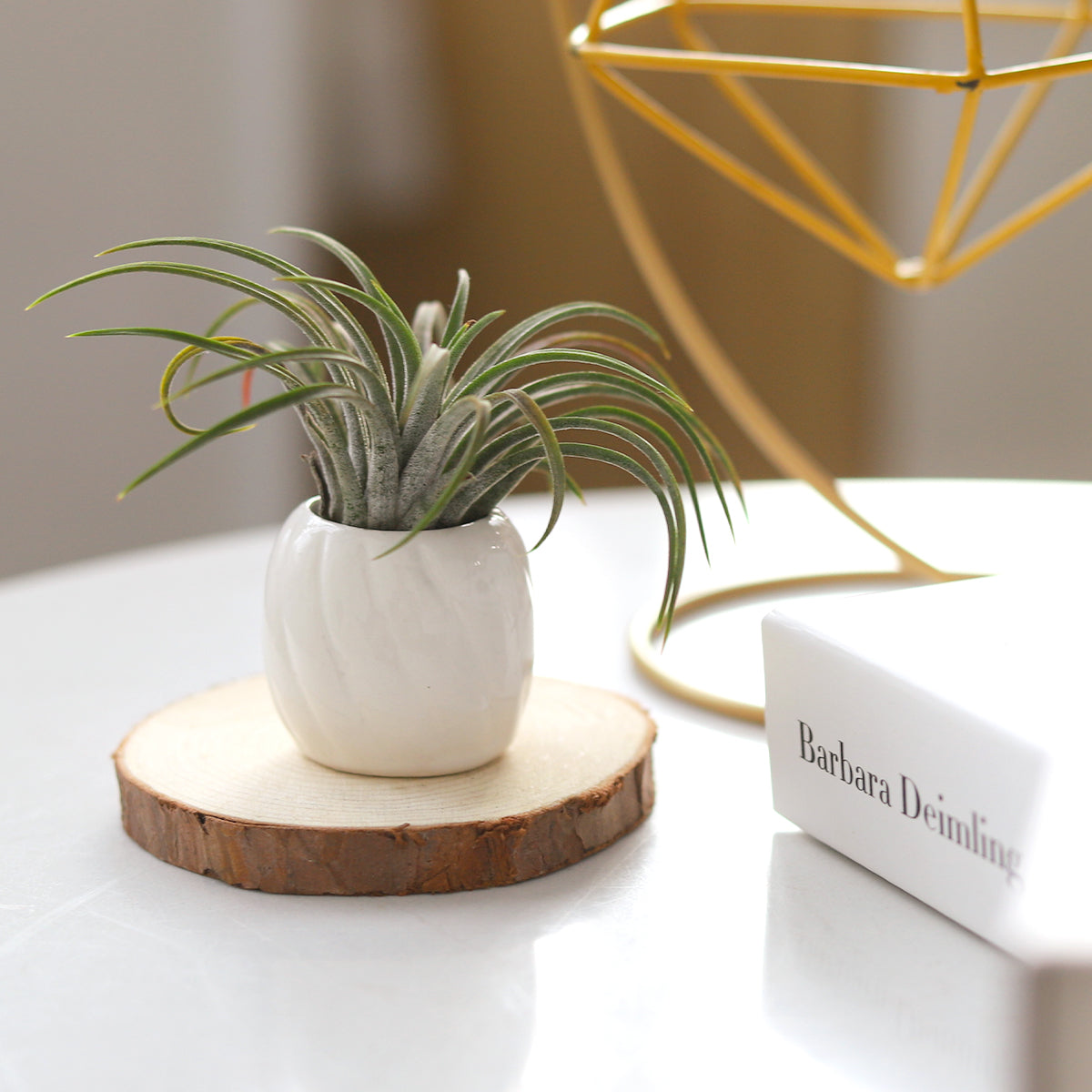 Decorative White Ceramic Mini AirPlant Holder - Modern Plant