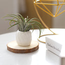 white ceramic mini air plant holder, air plant holder, mini pot for plant, mini pot for air plants, mini pot for succulents, buy air plant holder online, unique air plant display