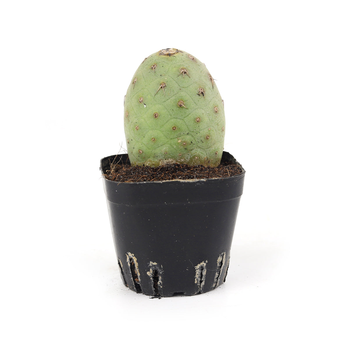 tephrocactus geometricus care, tephrocactus geometricus flower, tephrocactus geometricus growth rate, rare cactus for sale