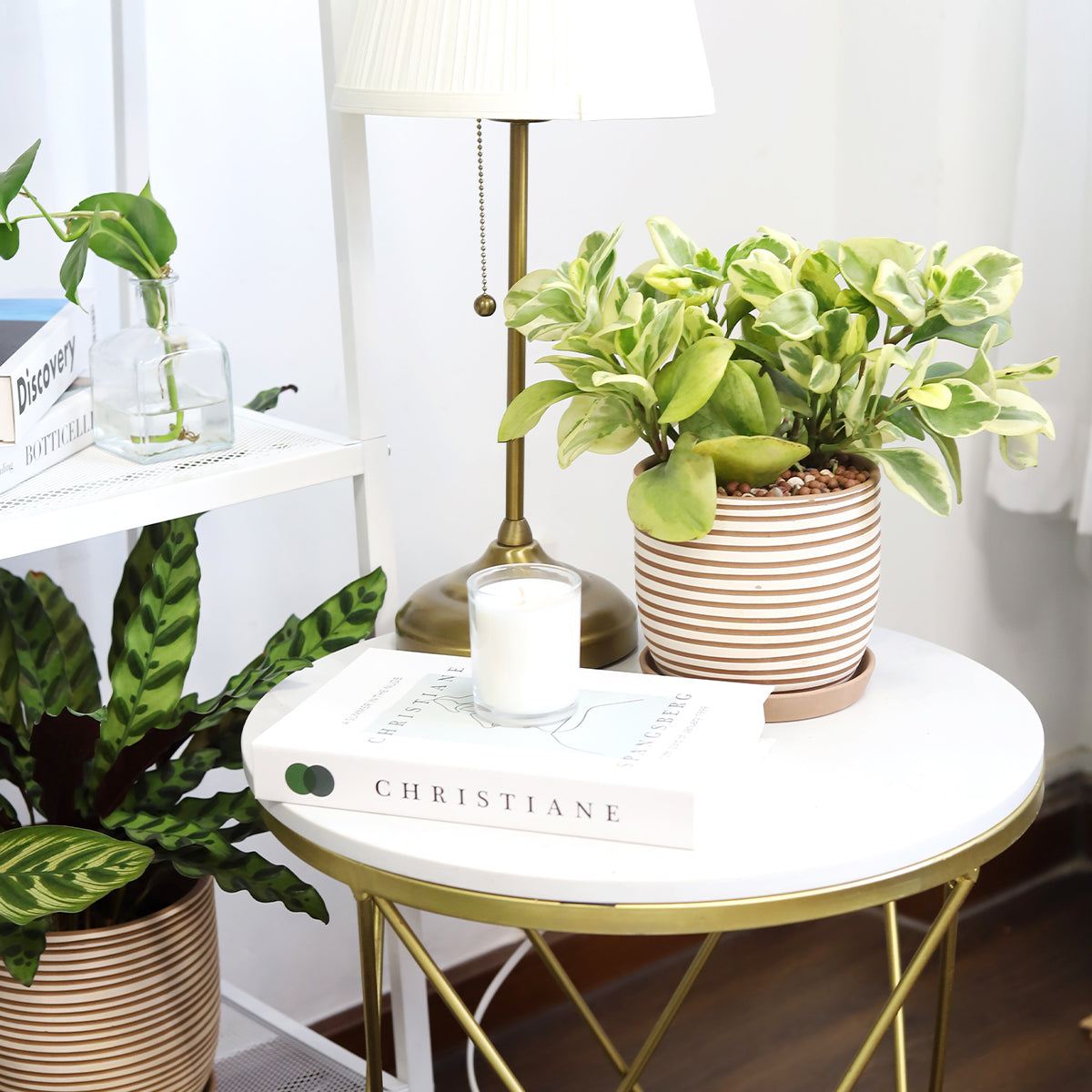 succulent nursery decor Peperomia Obtusifolia Variegata | Best Houseplant | Houseplant Decor