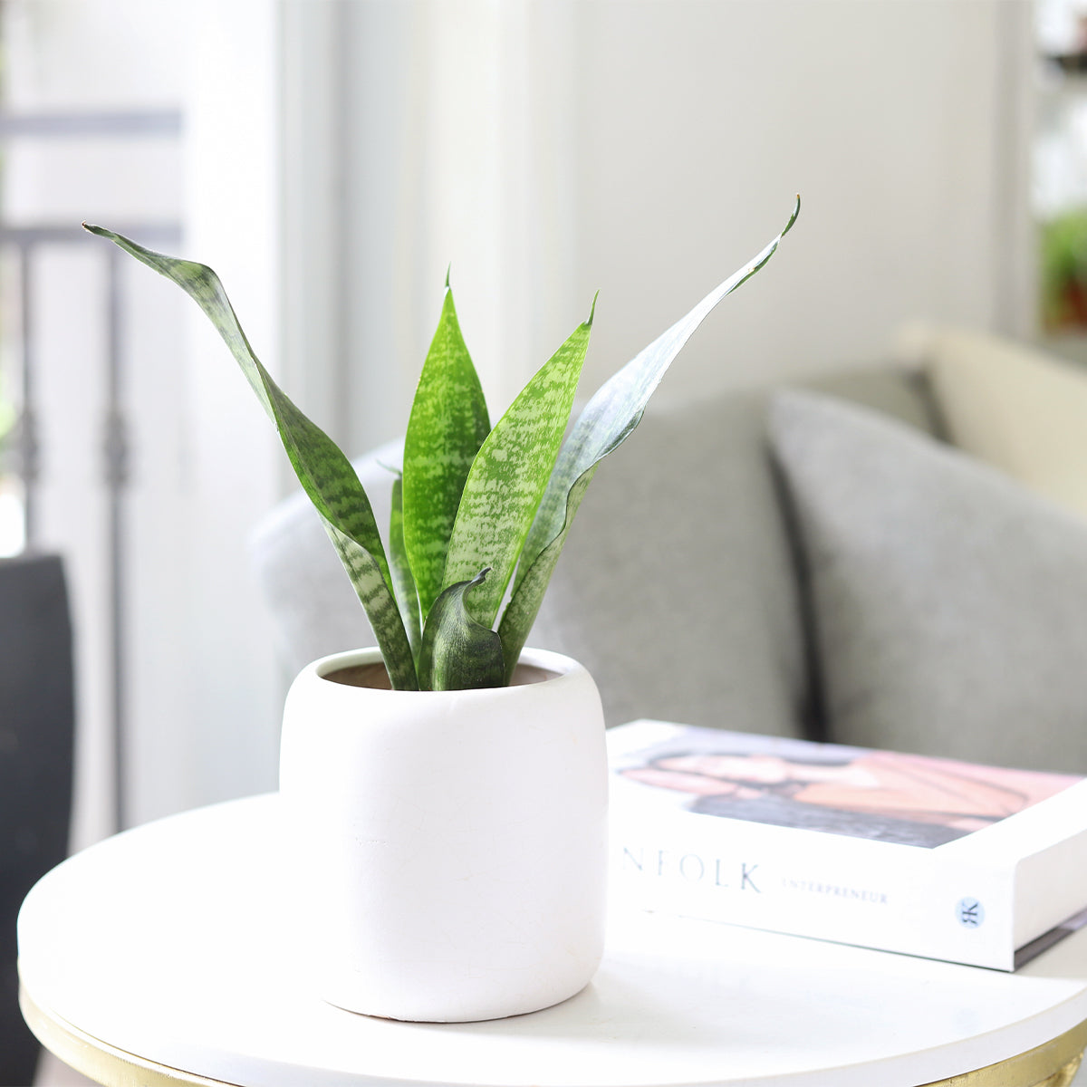 white pot for snake plant Snake Plant Sansevieria Zeylanica