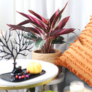 calathea triostar, 4 inch calathea triostar, Stromanthe sanguinea Triostar for sale, tropical indoor plants, houseplants near me