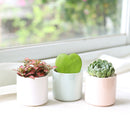 lucky plant for home, small feng shui indoor plants, plants bring luck and wealth, feng shui plants for office and home