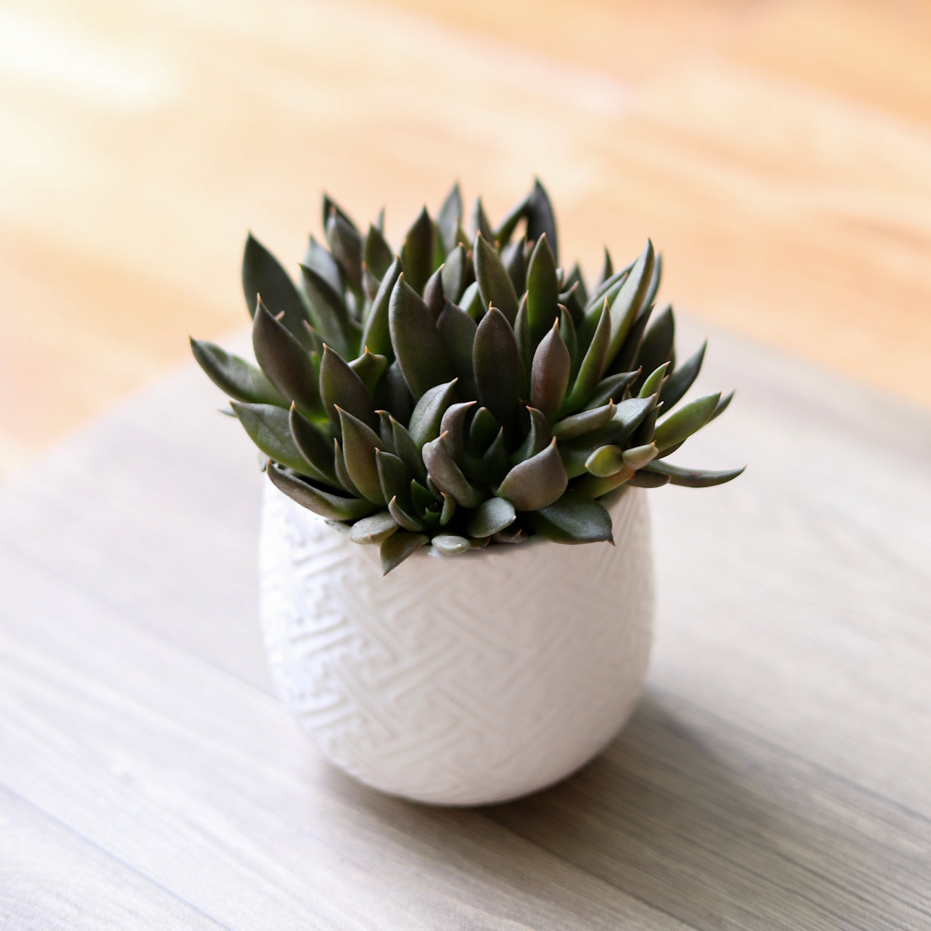 black knight succulent for sale Echeveria Black Knight