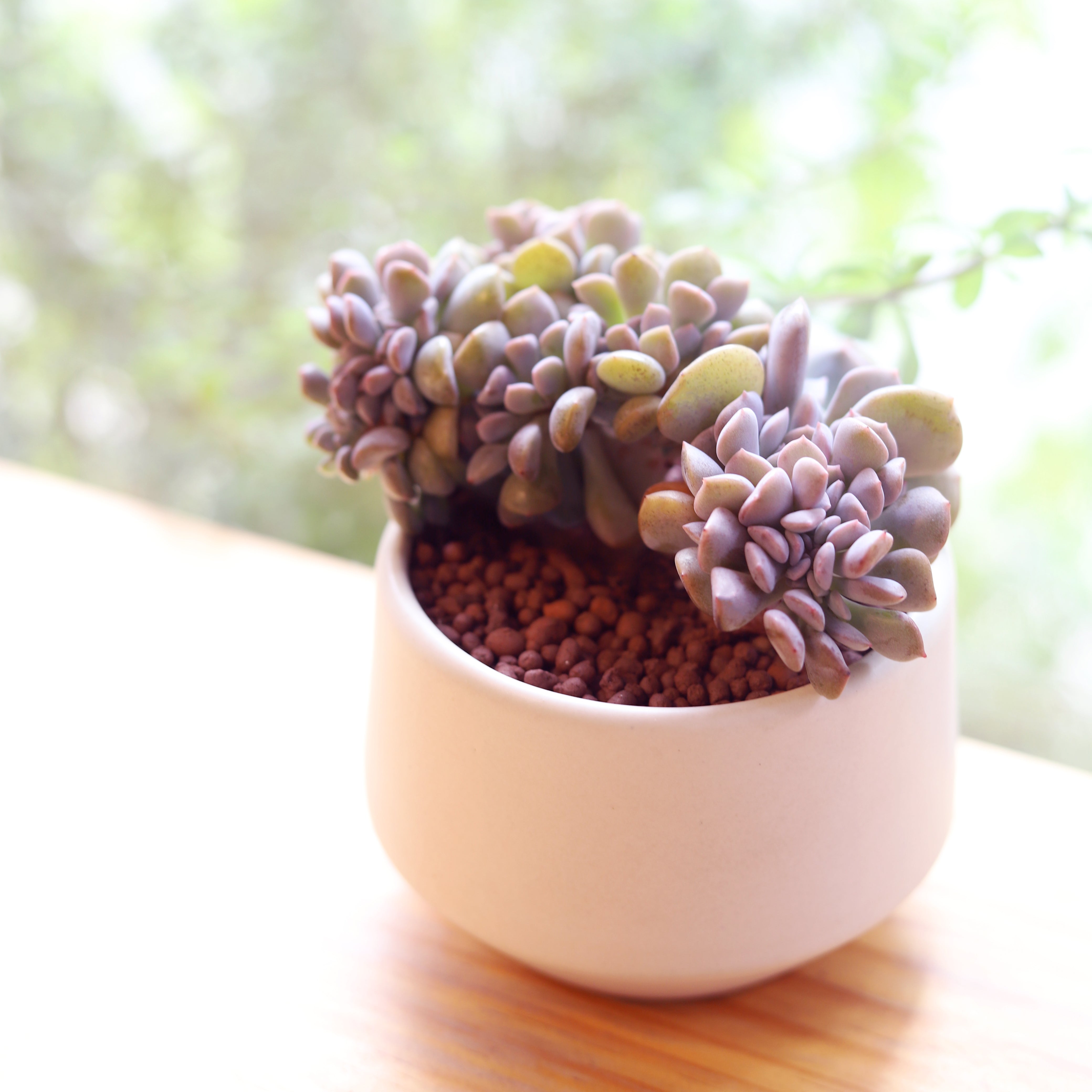crested moonstone succulent Crested Cubic Frost Echeveria