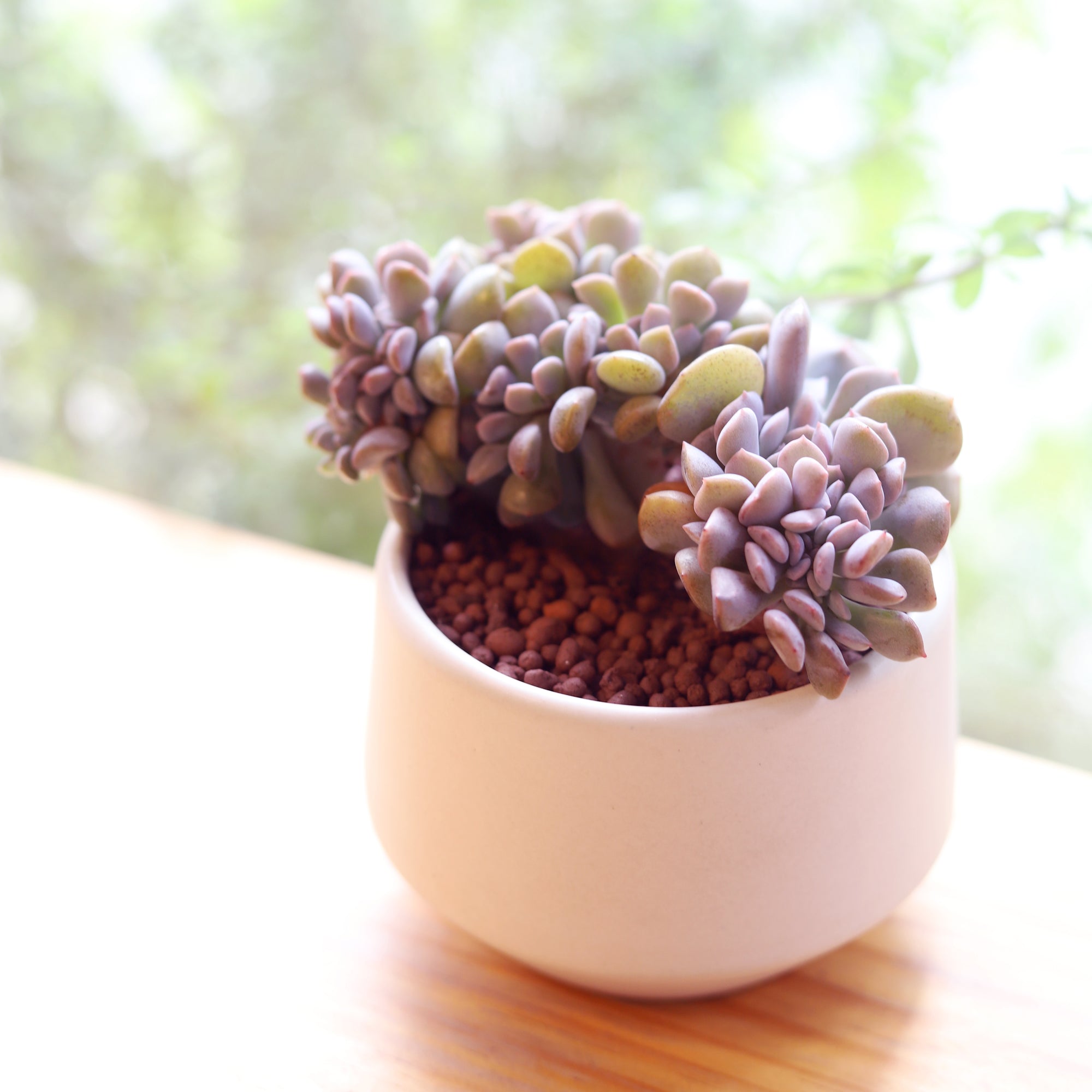 Crested Cubic Frost Echeveria for sale, Pink purple rosette succulent in decorative pot