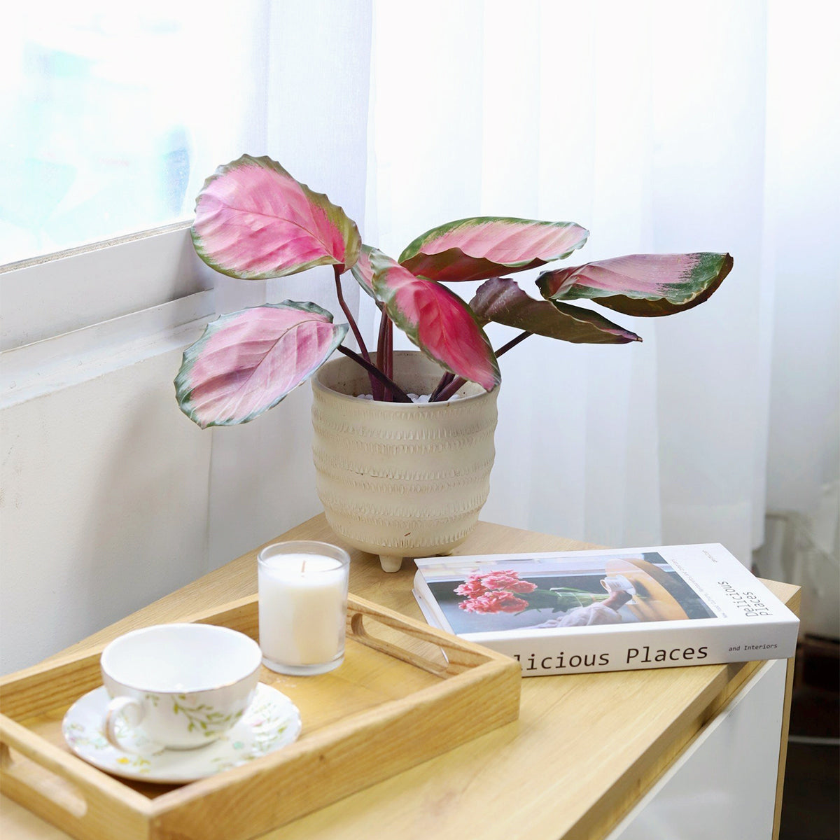 Calathea Rosy colorful foliage houseplant in decorative pot, live plant Holiday decor ideas