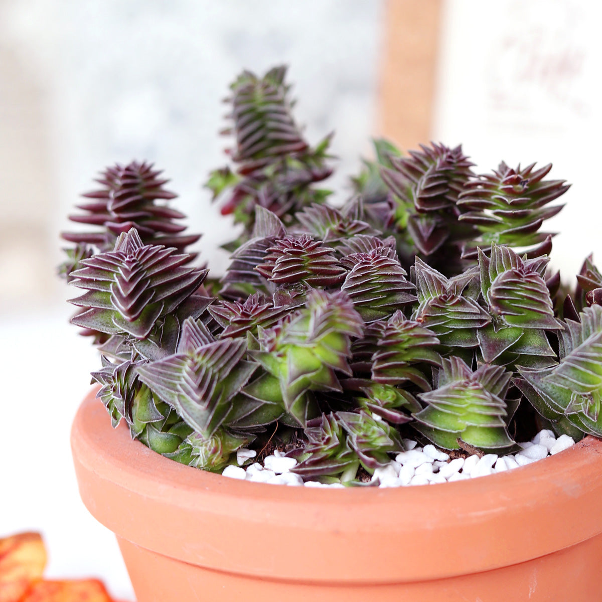 red pagoda succulent for sale Crassula Pagoda Village