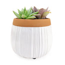 Succulent Arrangement in White Ceramic Planter with Terracotta Rim