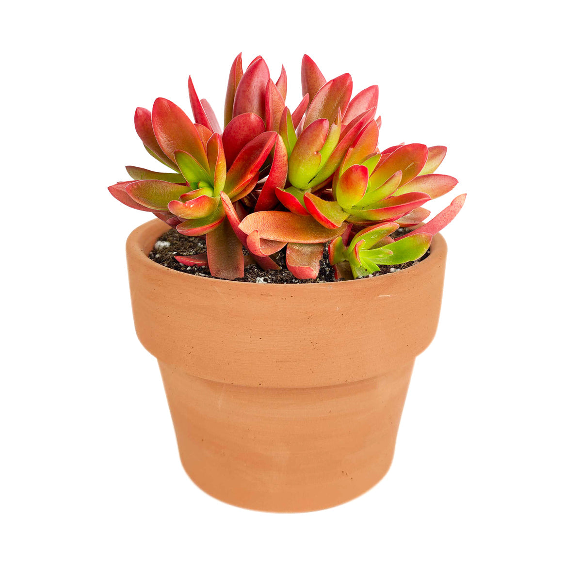 campfire plant succulent Crassula Campfire Succulent for Sale and Care Guide 2 inch by Succulents Box
