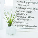 Tillandsia Melanocrater Tricolor Air Plant for Sale Online, Live Air Plant Gift Decor Ideas