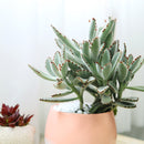 Kalanchoe Tomentosa for sale, succulent plant, cactus, succulent care guide, succulent care tips, Succulents, succulent care, monthly succulents, succulent subscription, Kalanchoe Tomentosa in California, How to grow Kalanchoe Tomentosa. indoor succulents