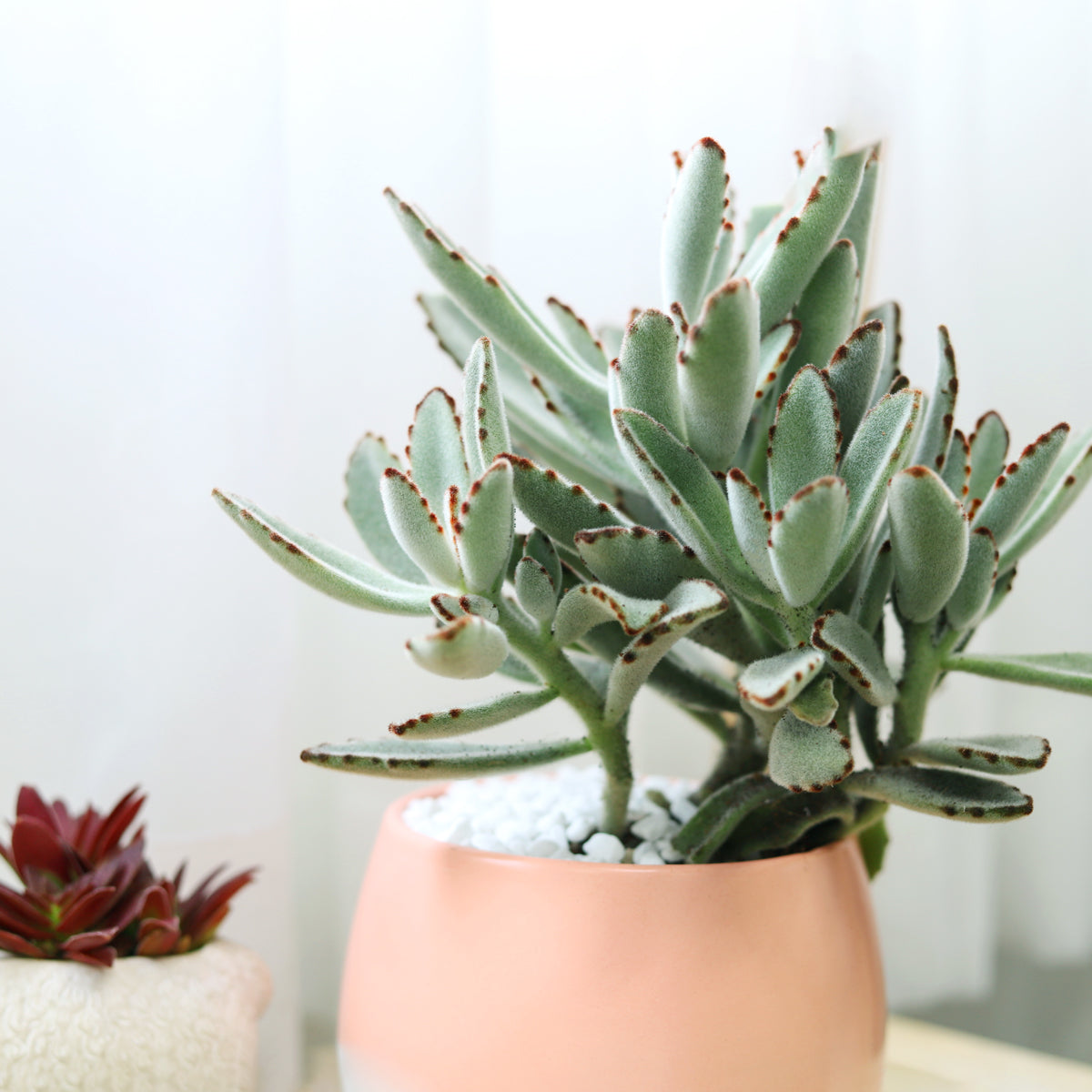  Kalanchoe Tomentosa Panda Plant in Decorative pot, Live succulent gift decor ideas