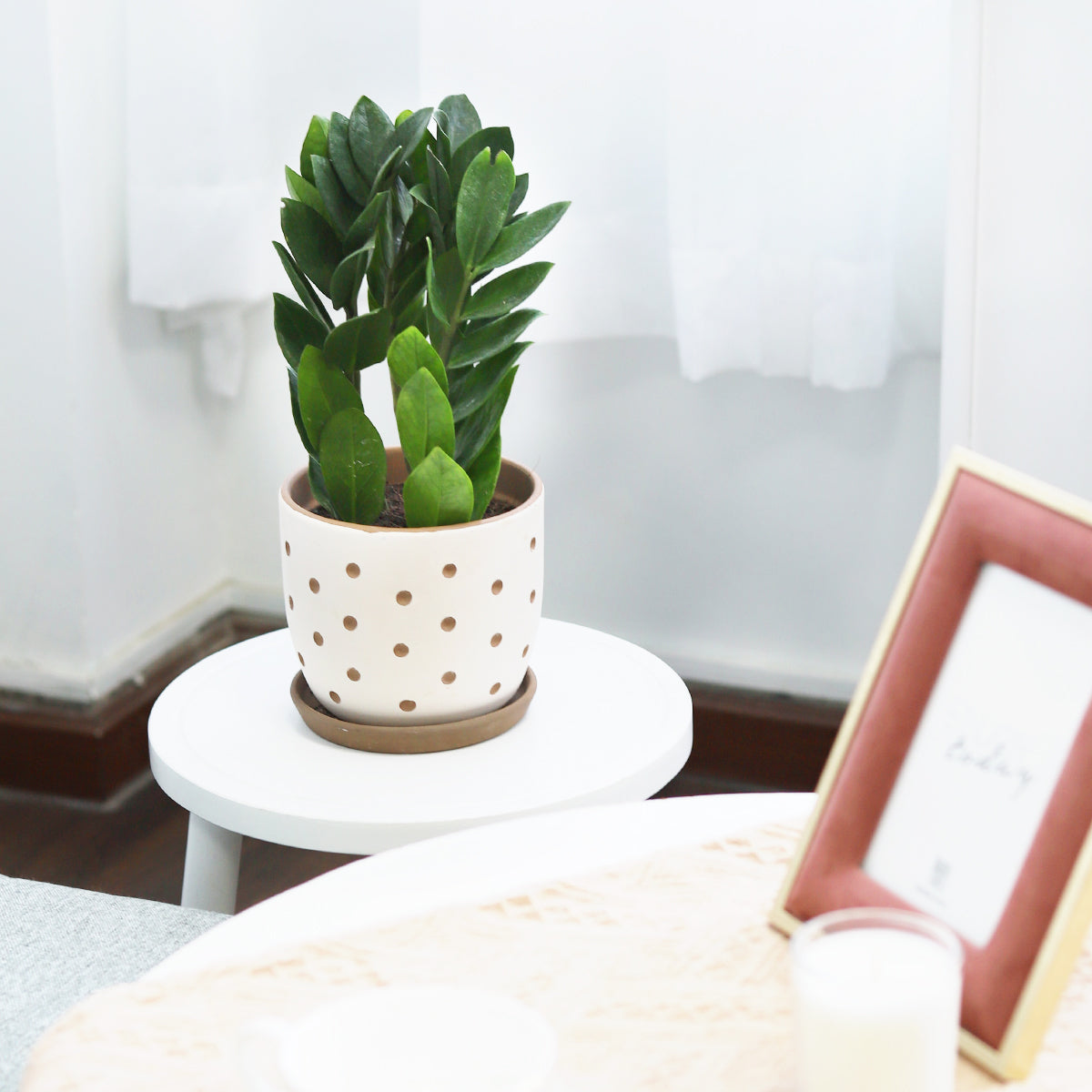 succulent pots with holes Clay White Polka Dot Planter with Drainage Hole, Succulent Terracotta Pot for Sale