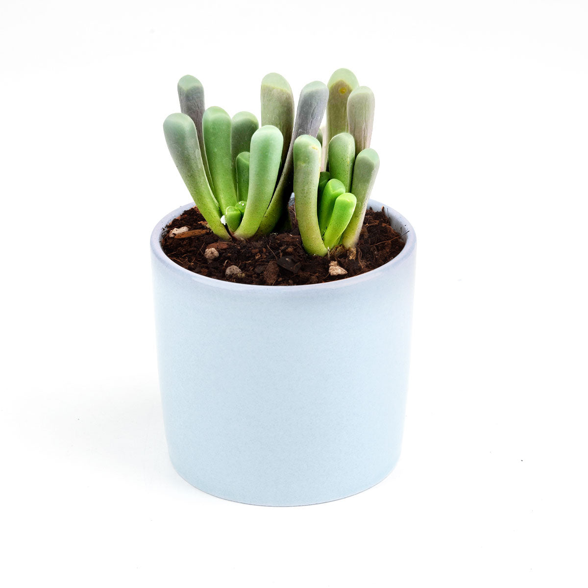 succulent that looks like toes Baby Toes