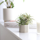 Octagon Cement Mini Air Plant Holder for sale, buy Octagon Cement Mini Air Plant Holder online, Octagon Cement Mini pot, Octagon Cement Mini Air Plant display