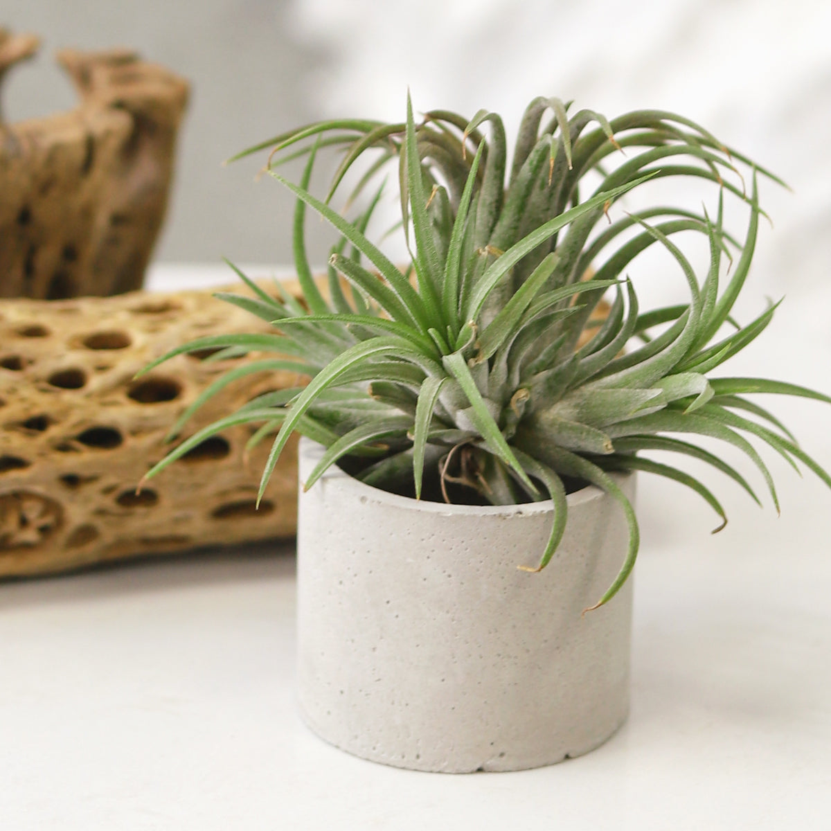 Round Cement Mini Air Plant Holder for sale, buy Round Cement Mini Air Plant Holder online, Mini Air Plant display ideas, air plant holder, air plant display, unique air plant holder, Round Cement Mini Air Plant display for sale, Round Cement Mini Air Plant display near me, mini cement planter