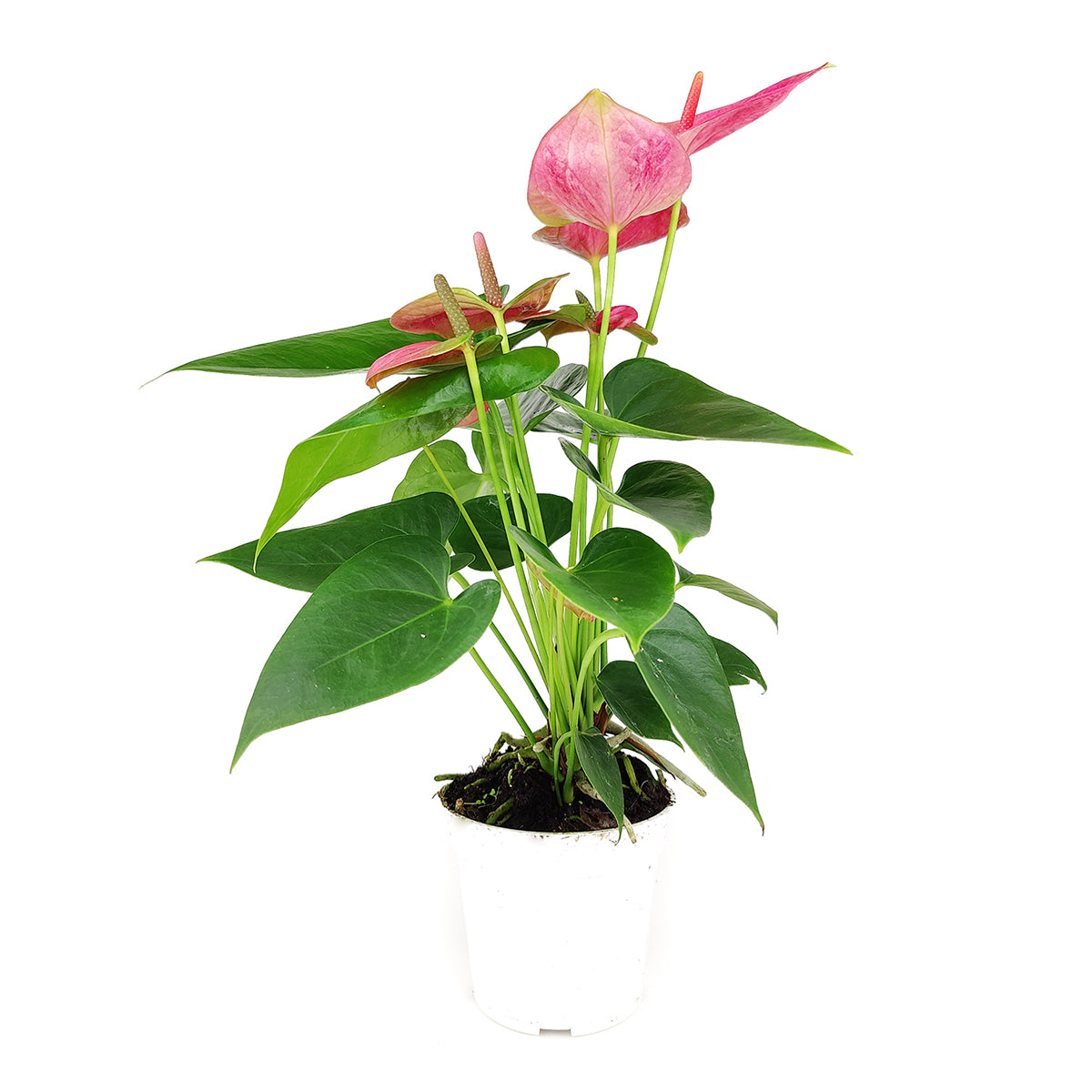 Anthurium Pink, Anthurium Flowers, Flowering Houseplants, Colorful Flowering Houseplants, Indoor Houseplants, Air Purifying Houseplant, Best Plants for Beginners, Easy Care Houseplant