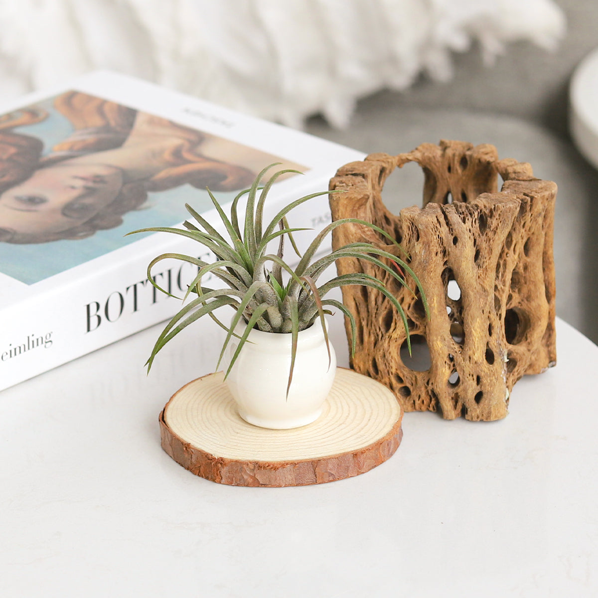 air plant pot holder Rotund White Ceramic Mini Air Plant Holder - Tabletop Modern Planter