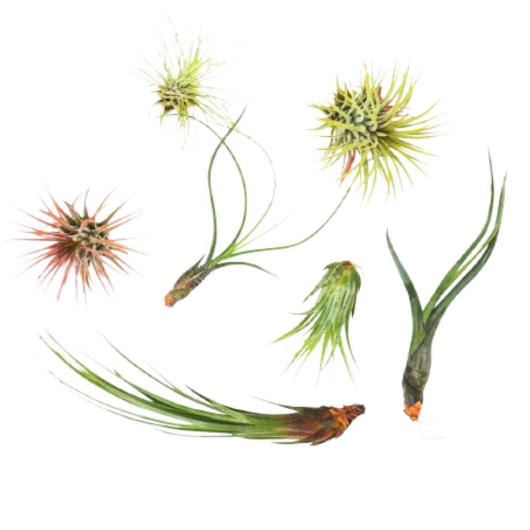 7 Air Plant Variety Pack, Tillandsia Variety Pack for sale, Easy Care Air Plants, Unique Houseplant Gift, Air Purifying Plants for your Home