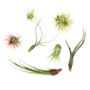 7 Air Plant Variety Pack, Tillandsia Variety Pack for sale, Easy Care Air Plants, Unique Houseplant Gift, Air Purifying Plants for your Home