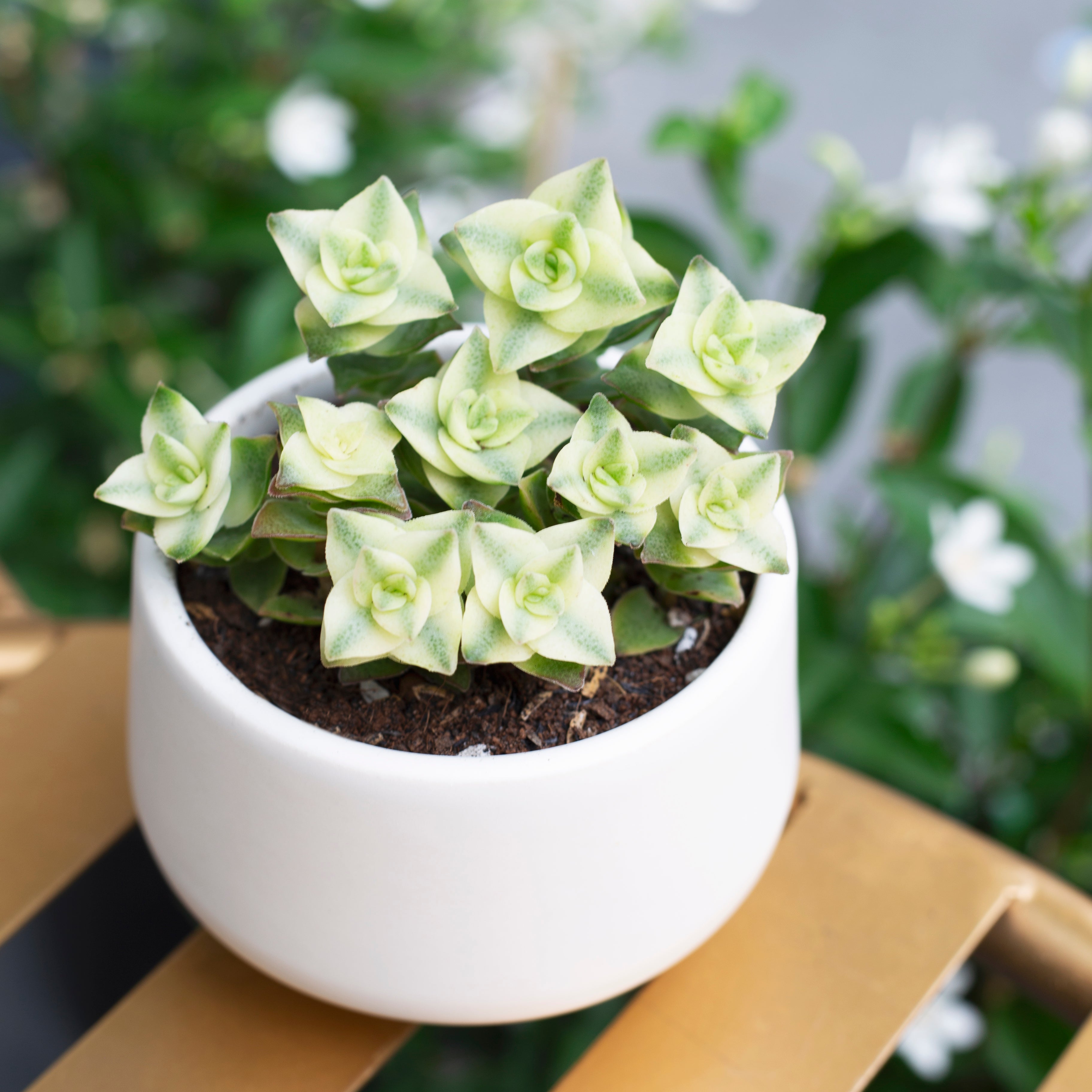 button succulent plant Variegated String of Buttons for Sale