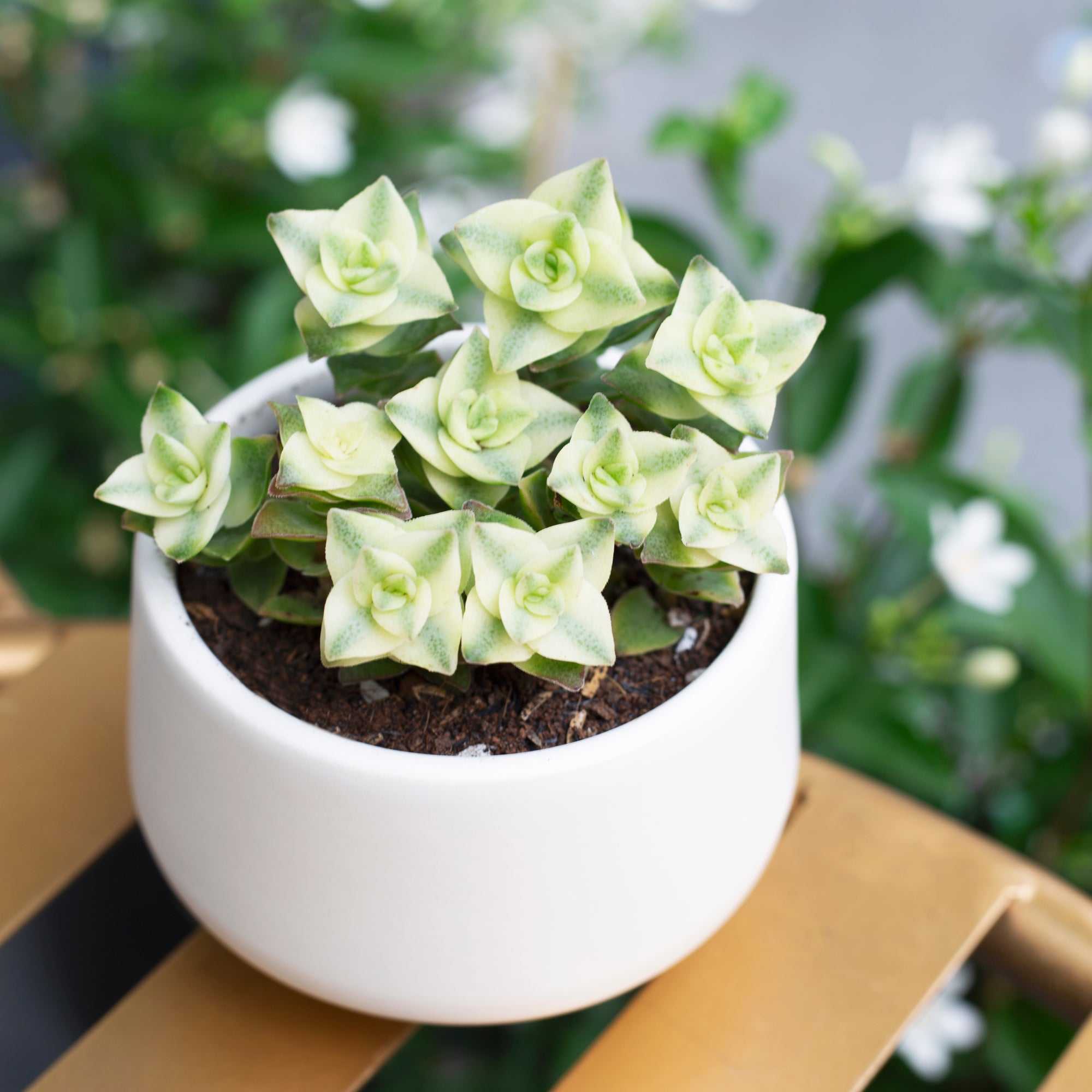 Variegated String of Button Succulent Plant, Succulent Plant for sale, buy succulent online, Holiday decor ideas, Succulent gifts 