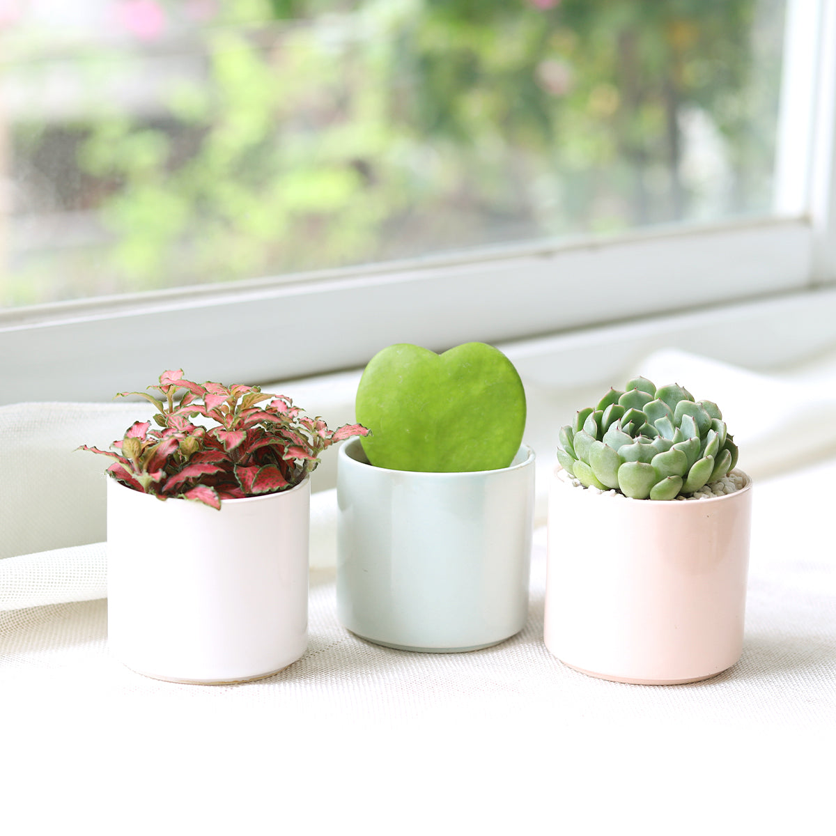 buy succulent pots online