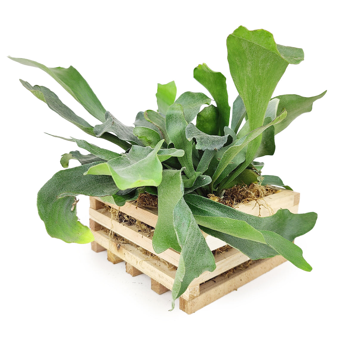 staghorn succulent Staghorn Fern in Wood Planter