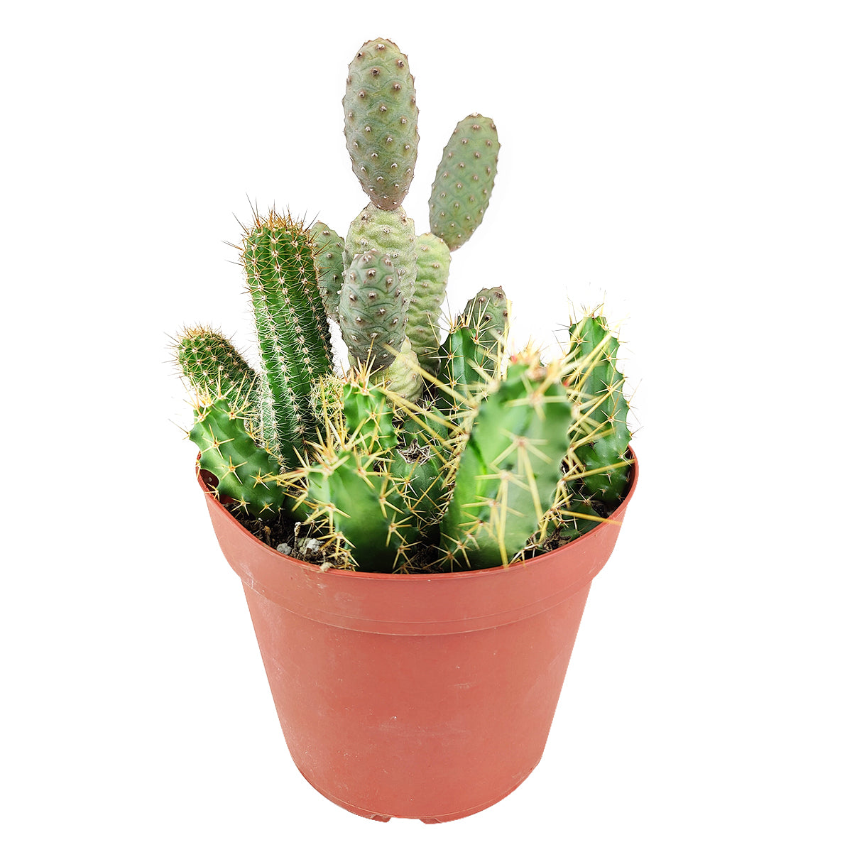 Cactus Garden Arrangement, Cacti, Random Cactus in Pot, Unique Cactus Arrangment, 3 kinds of cactus in pot for sale, Exotic Cactus