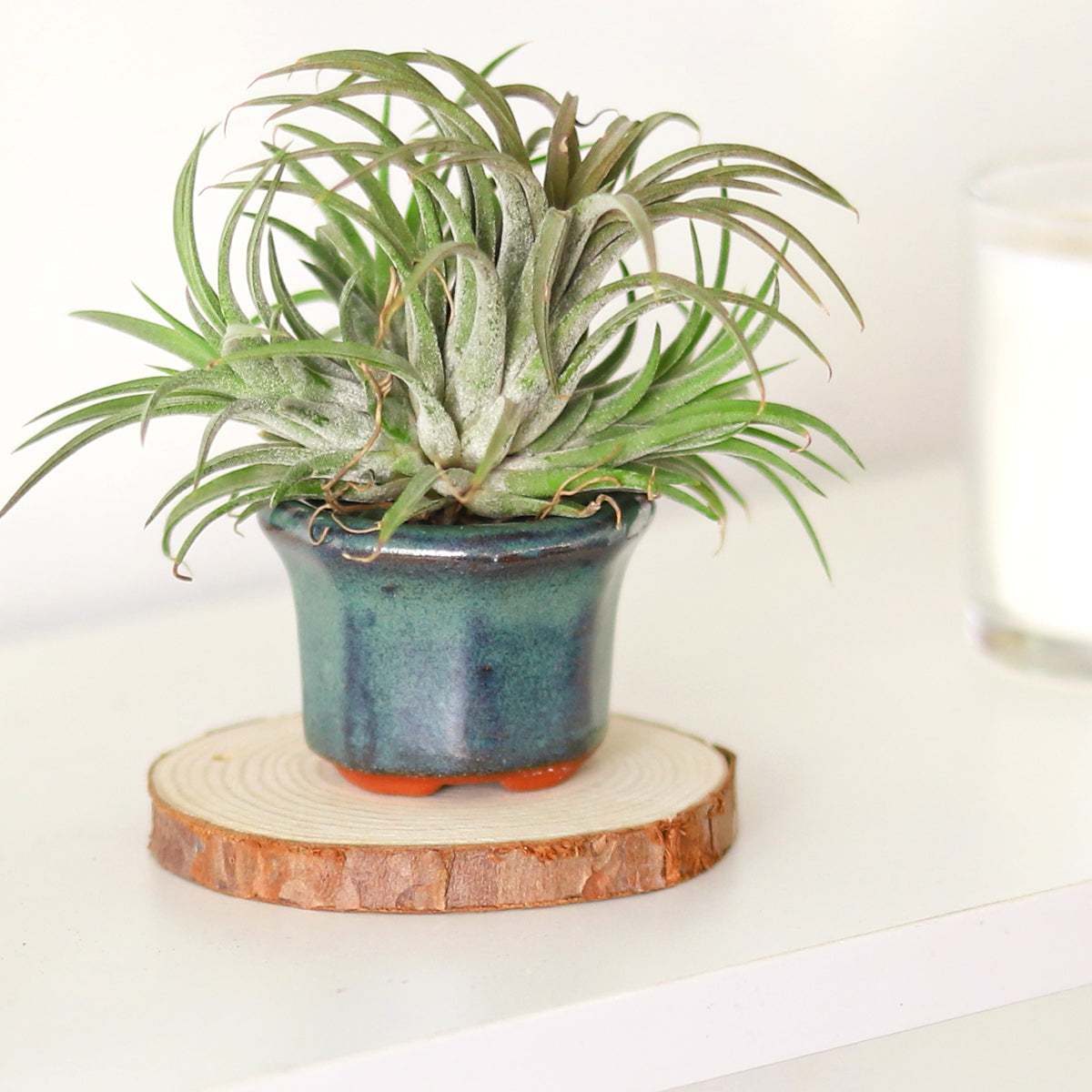 air plant pots for sale Retro Green Octagon Glazed Clay Mini Air Plant Holder - Air Plant Pots