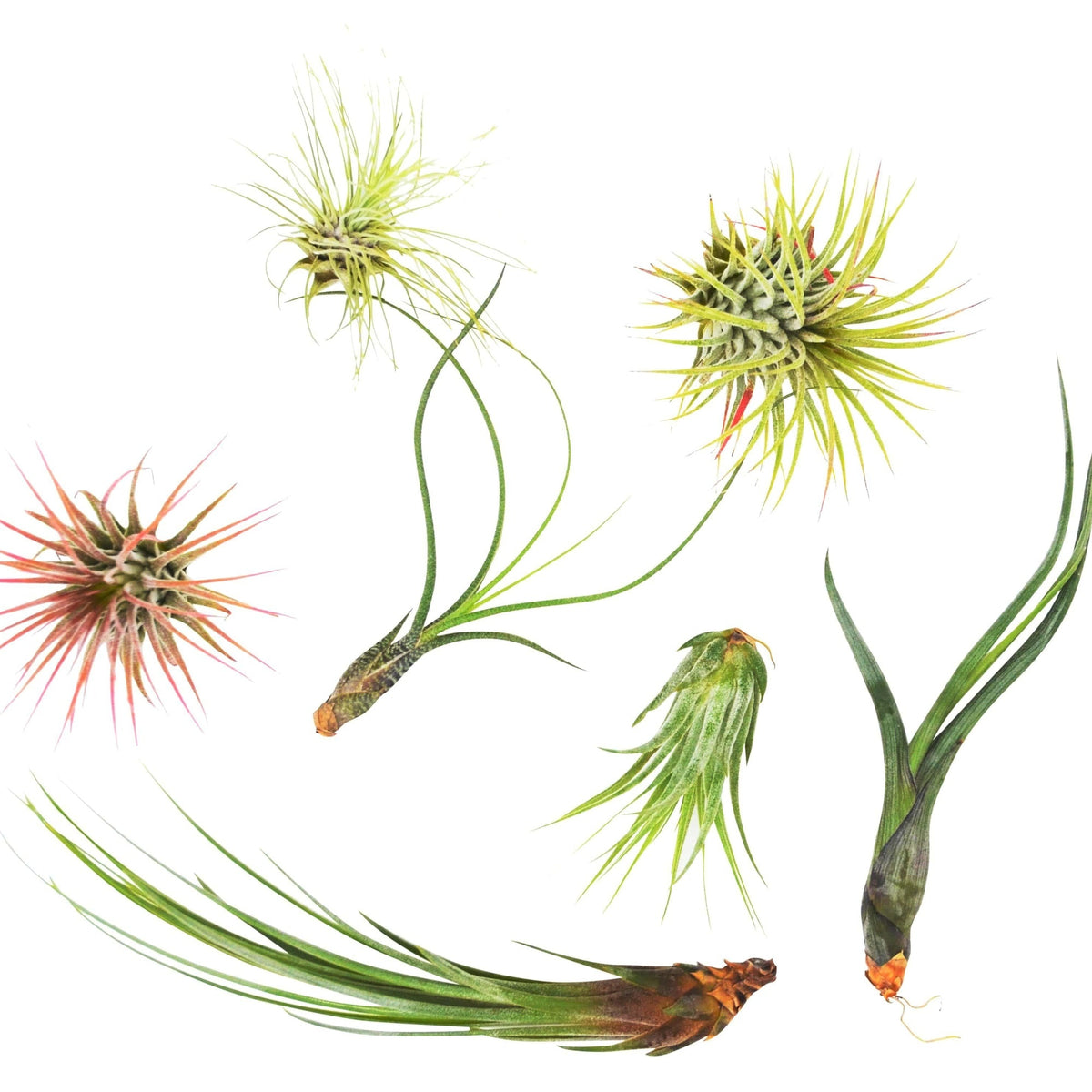 7 piece Tillandsia variety pack for sale, Assorted air plant collection for beginners, Bulk air plants for terrariums and DIY, Different types of air plants for home decor, Small air plant variety for glass globes