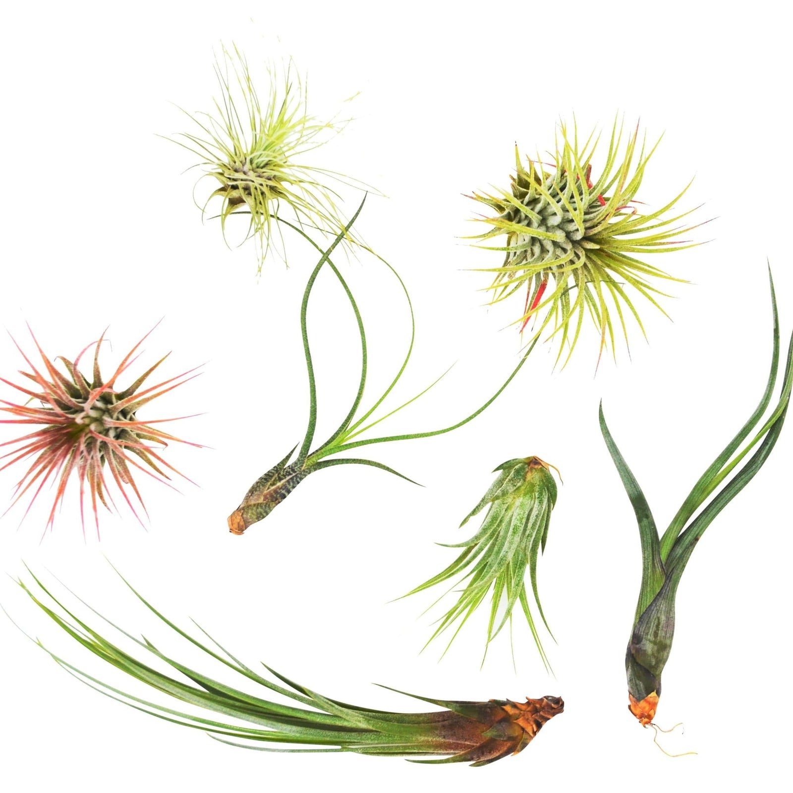 7 piece Tillandsia variety pack for sale, Assorted air plant collection for beginners, Bulk air plants for terrariums and DIY, Different types of air plants for home decor, Small air plant variety for glass globes