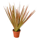 4" pot dracaena 'colorama' live houseplant for sale, deep green leaves with vivid reddish-pink edges, slender upright stem, striking variegated tropical foliage, drought-tolerant easy-care indoor plant, bold floor plant for modern interiors, thoughtful gift for home decorators