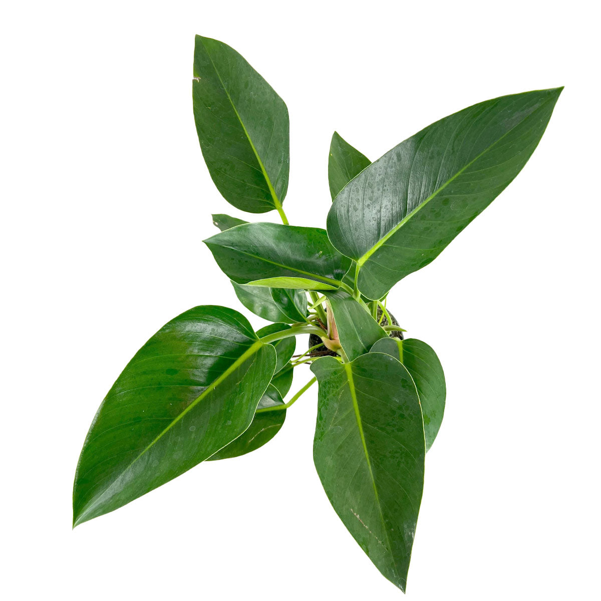 6 inch potted Philodendron Congo Green, Glossy green leaves indoor plant, Wonderful foliage plant for indoor garden or office space