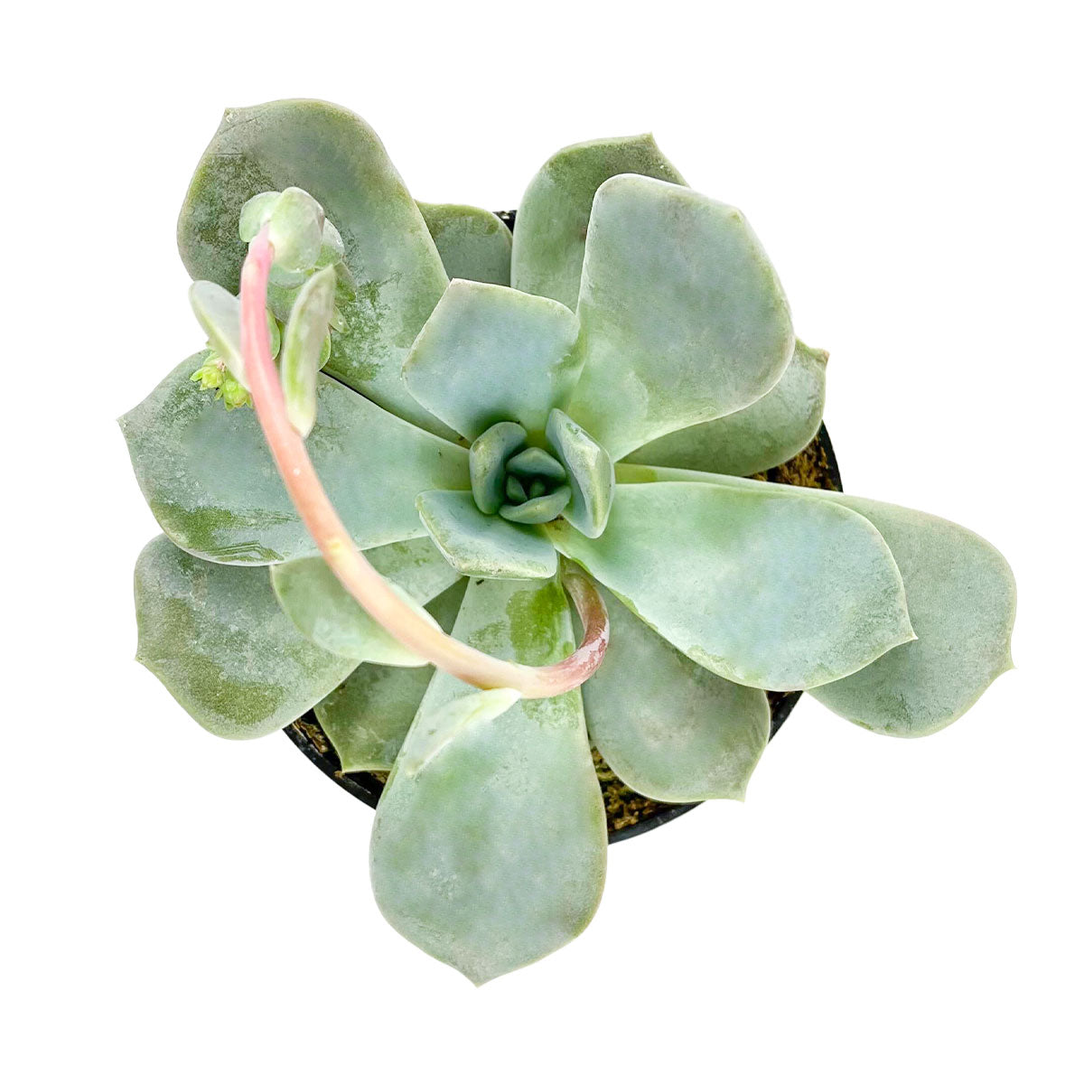 Buy Echeveria Asante Sana 4 inch Rosette Succulent Plant, Shop Fairy Wash Echeveria Online, Types of Echeveria to Grow, Live Succulent Gift Decor Ideas