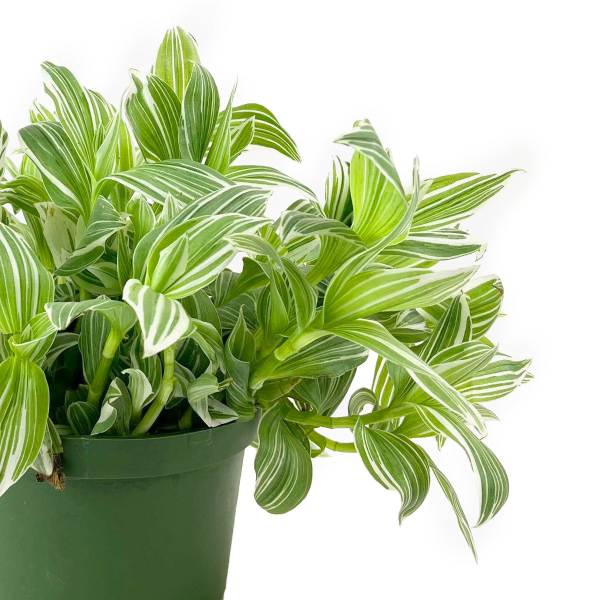 Tradescantia albiflora Variegata for sale, buy houseplant online, houseplant in ca